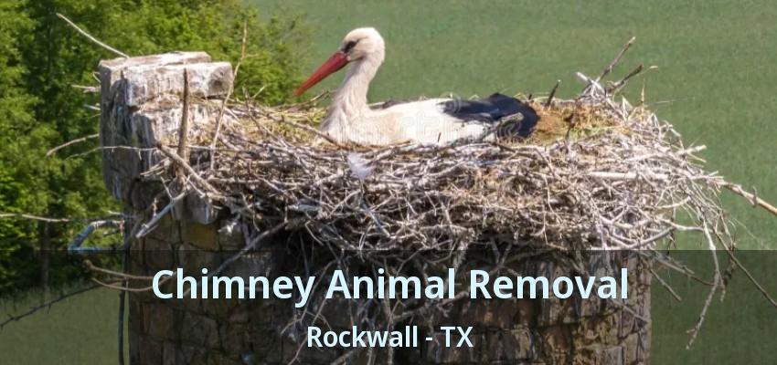 Chimney Animal Removal Rockwall - TX