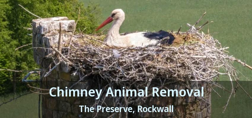 Chimney Animal Removal The Preserve, Rockwall - TX
