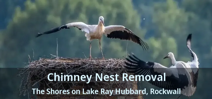 Chimney Nest Removal The Shores on Lake Ray Hubbard, Rockwall - TX