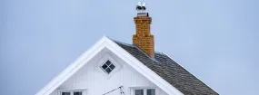 Chimney Nest Removal Lakeview Summit, Rockwall